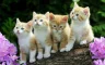 kittens.webp