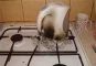 1385079033_2823_ft69064_wasserkocher.webp