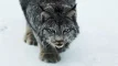 lynxars.webp