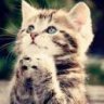 h_kitty
