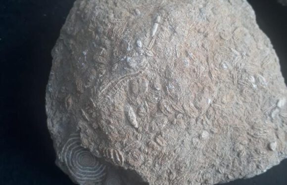 Gabar Dağı'nda bulundu! Tam 45 milyon yıllık…