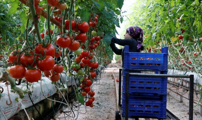 Rusya’ya 2019’da yapılan domates ihracatı 86 milyon doları aştı