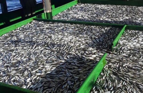 Rize’de hamsi bollaştı: Fiyatı 20 liraya indi TRT Haber Ekonomi Haberleri İHA