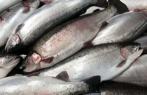 Türk somonu Japonya’da tanıtılacak TRT Haber Ekonomi Haberleri AA