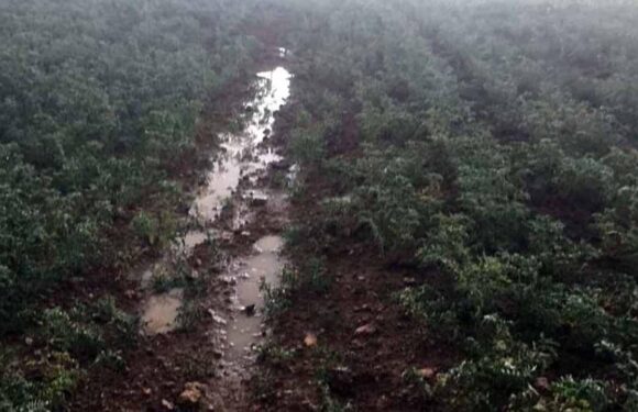 TARSİM hasar fazlası destek prim oranları belli oldu TRT Haber Ekonomi Haberleri AA