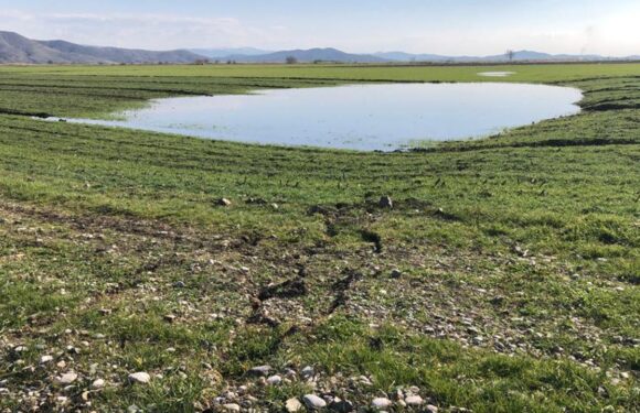 Depremin tarım sektörüne zararı 24,2 milyar lirayı buldu TRT Haber Ekonomi Haberleri AA