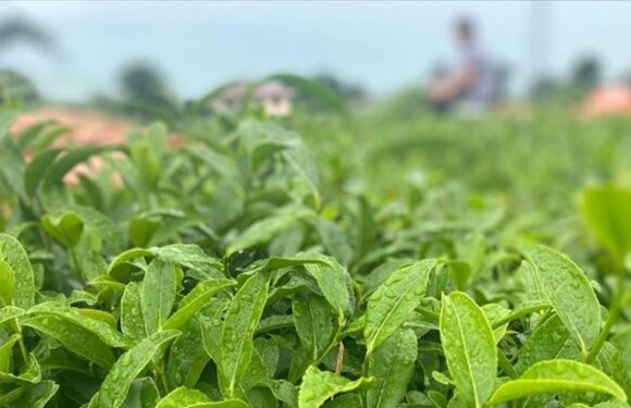 ÇAYKUR, birinci sürgünde 194 bin 351 ton yaş çay aldı TRT Haber Ekonomi Haberleri AA