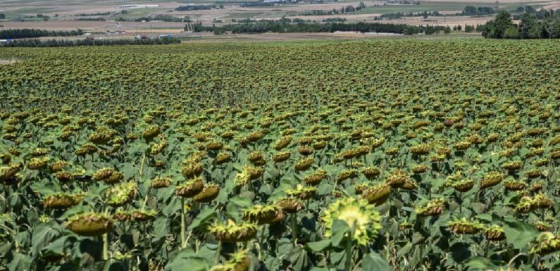 Tarım ve Orman Bakanlığı İstanbullu çiftçilere 4 milyon fide dağıttı TRT Haber Ekonomi Haberleri AA