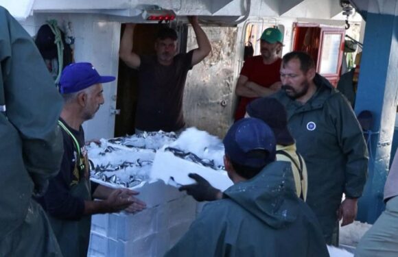 Marmara Denizi’nde hamsi geçen yıla oranla iki kat arttı TRT Haber Ekonomi Haberleri TRT Haber