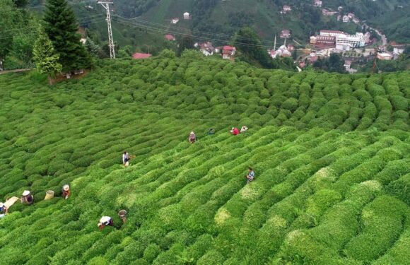Çay üreticilerine bugün 1 milyar 763 milyon liralık destek ödemesi yapılacak TRT Haber Ekonomi Haberleri TRT Haber