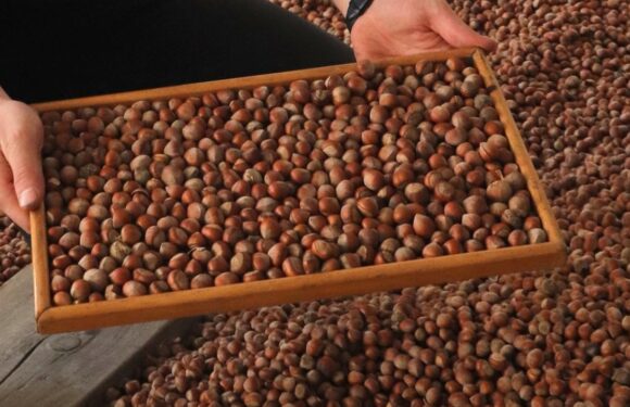 Ticaret borsalarında ağustosta 19 bin tonun üzerinde fındık satıldı TRT Haber Ekonomi Haberleri AA