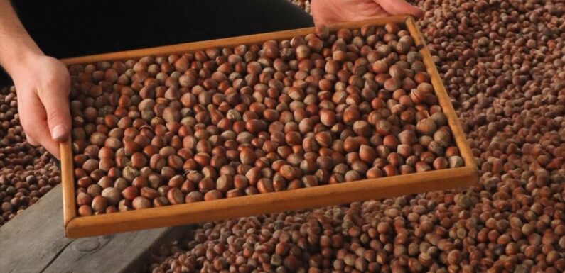 Ticaret borsalarında ağustosta 19 bin tonun üzerinde fındık satıldı TRT Haber Ekonomi Haberleri AA