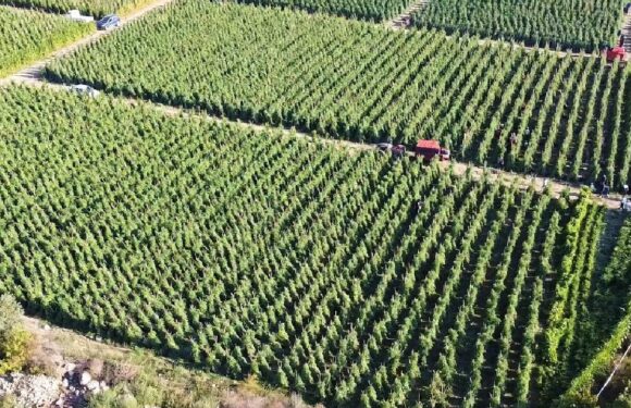 Küresel gıda fiyatları 30 ayın en düşük seviyesinde TRT Haber Ekonomi Haberleri AA