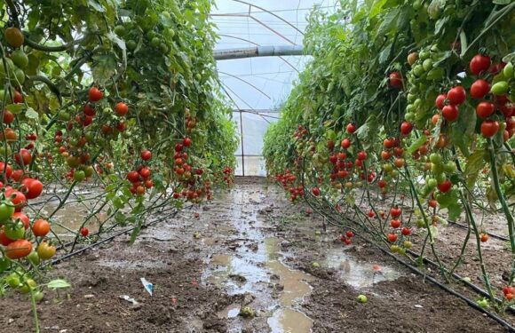 Üreticiye 1,1 milyar lira hasar tazminatı ödendi TRT Haber Ekonomi Haberleri AA