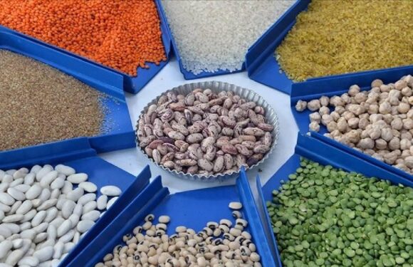 Hububat ihracatında Afrika’nın payı artıyor