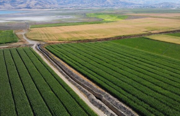 Çiftçilere 3,3 milyar lira destek ödemesi bugün yapılacak