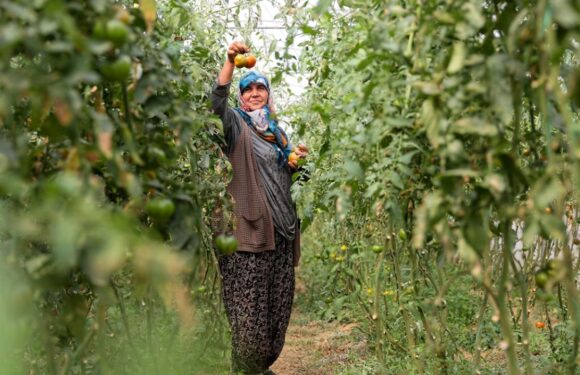 Üreticiler, yeni tarımsal desteklerle daha da güç kazanacak
