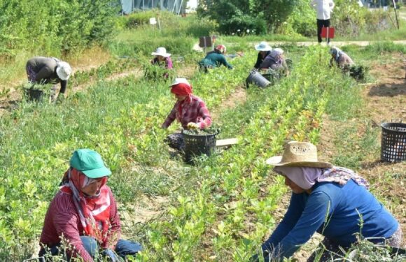 Tarım işçilerinin günlük ücreti 2024’te yüzde 84,2 arttı