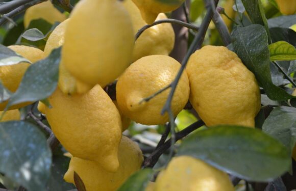 Limon ihracatındaki geçici kısıtlama kaldırıldı