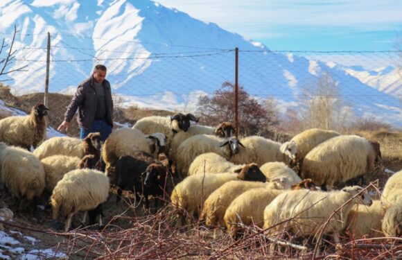 İkinci dönem hayvancılık destekleme başvuruları yarın başlıyor
