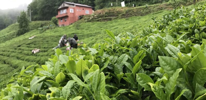 ÇAYKUR’da yaş çay kampanyası açıldı