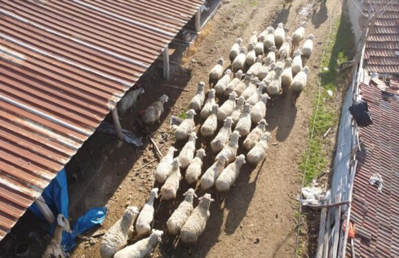 Küçükbaş üreticilerine 3,9 milyar liralık destek ödemesi bugün yapılacak