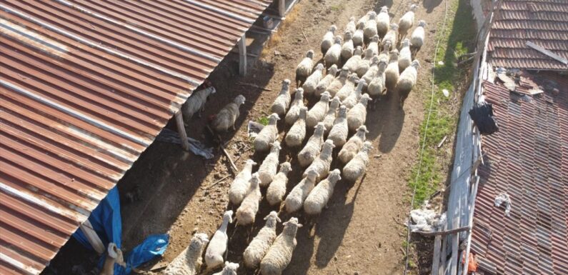 Küçükbaş üreticilerine 3,9 milyar liralık destek ödemesi bugün yapılacak