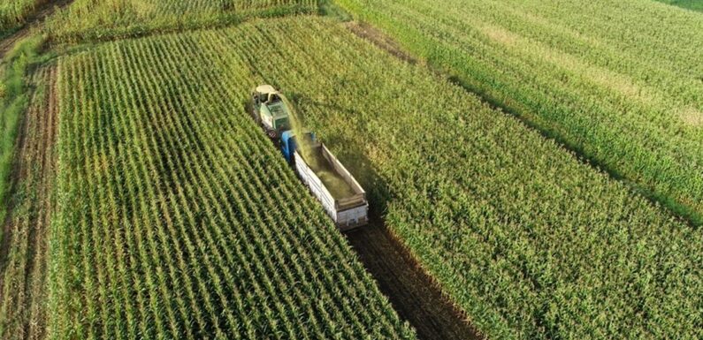 Üreticilere 5,1 milyar lira destekleme ödemesi yapılacak