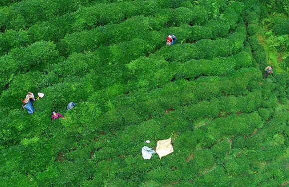 Rize’den ocaknisan döneminde çay ihracatı 5,5 milyon doları aştı