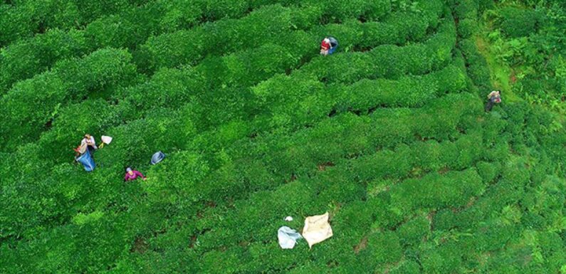 Rize’den ocaknisan döneminde çay ihracatı 5,5 milyon doları aştı