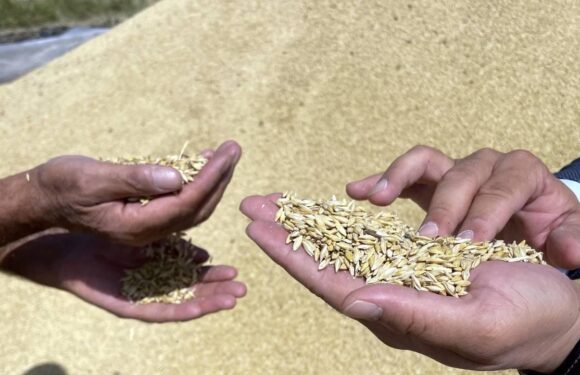 Türkiye’nin hububat ihracatı 5 ayda 5,2 milyar dolar oldu