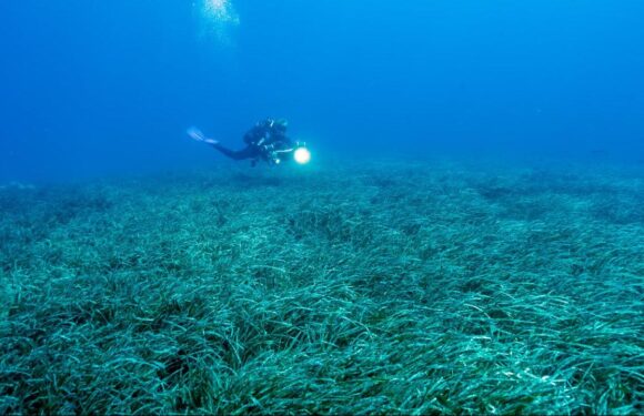 Türkiye’nin deniz çayırları 150 bin ton karbon tutuyor