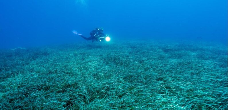 Türkiye’nin deniz çayırları 150 bin ton karbon tutuyor