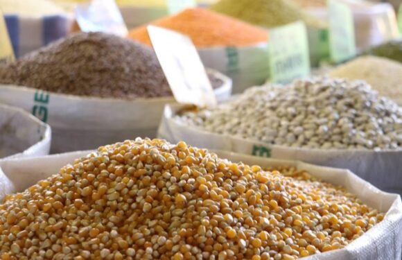 Güneydoğu’dan ABD’ye ilk 5 ayda 132,9 milyon dolarlık hububat ihracatı