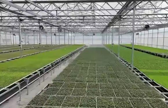 Bafra ve Çaycuma Sera OTB’lerinde üretime başlandı