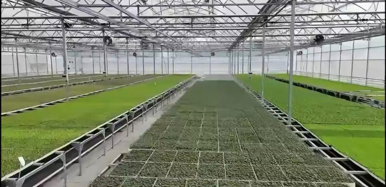 Bafra ve Çaycuma Sera OTB’lerinde üretime başlandı