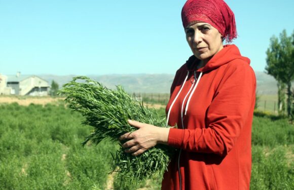 Coğrafi işaret, Bayburt tarhununa ihracat yolunu açtı