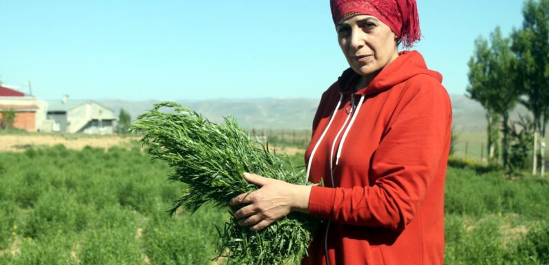 Coğrafi işaret, Bayburt tarhununa ihracat yolunu açtı