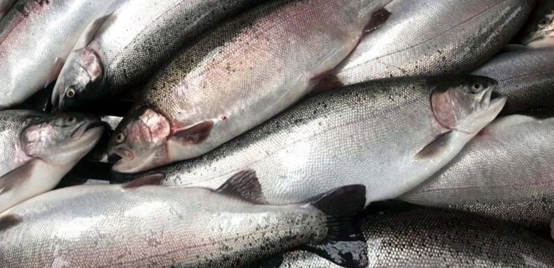Doğu Karadeniz’den 56,2 milyon dolarlık somon ihracatı
