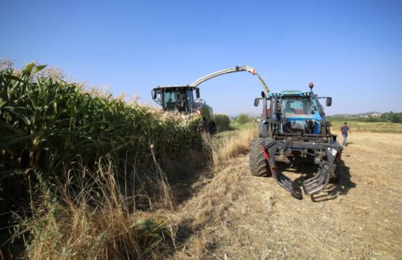 Çiftçilere yaklaşık 827 milyon lira destek ödemesi yapılacak
