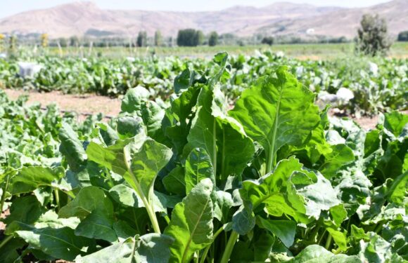Şekerde 20252026 dönemi kotaları belirlendi