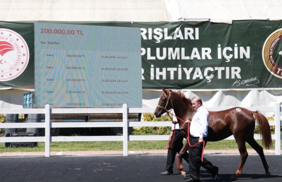 TİGEM, 58 tayın satışından 25 milyon lira gelir elde etti