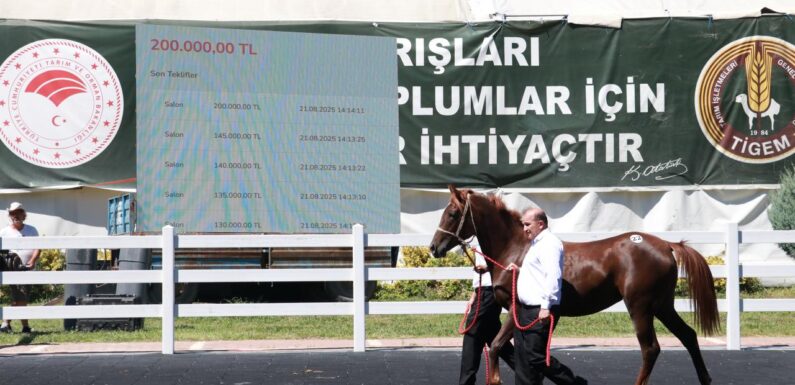 TİGEM, 58 tayın satışından 25 milyon lira gelir elde etti