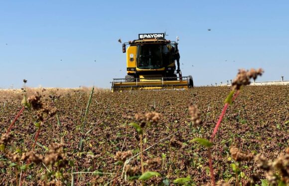 Çiftçilere destekleme ödemesi bugün yapılacak