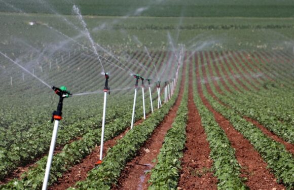 Bitkisel üretimde yeni desteklemelerin detayları belli oldu