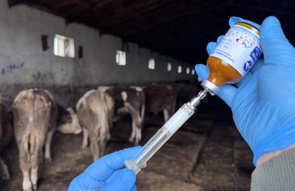 Şap hastalığının yeni serotipine karşı yaklaşık 15 milyon doz aşı sahaya sevk edilecek
