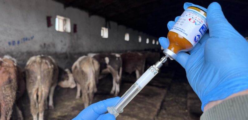 Şap hastalığının yeni serotipine karşı yaklaşık 15 milyon doz aşı sahaya sevk edilecek