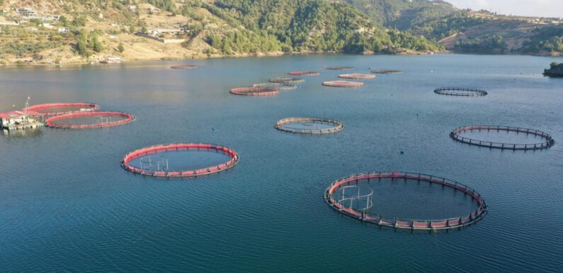 Doğu Karadeniz’den 8 ayda 27 ülkeye su ürünü ihracatı