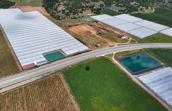 Tarım, ormancılık ve balıkçılık sektörünün satışları yaklaşık 9 katına çıktı