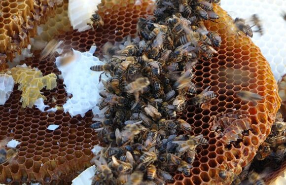 Türk balı dünya sofralarında: 46 ülkeye ihracat